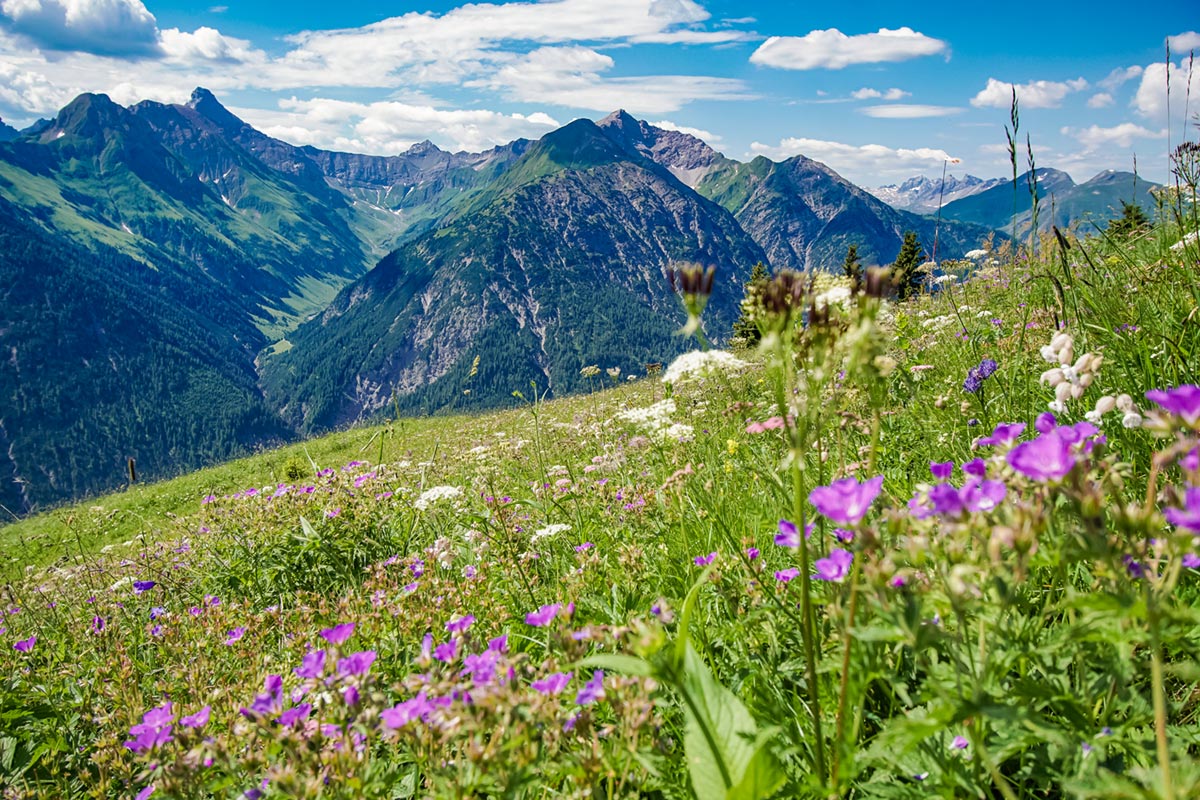 Bergwiesen Lechtal